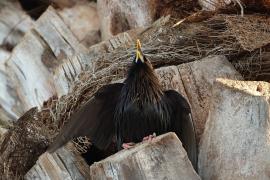 Szpak jednobarwny - Spotless Starling