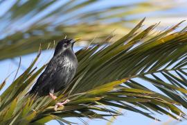 Szpak jednobarwny - Spotless Starling