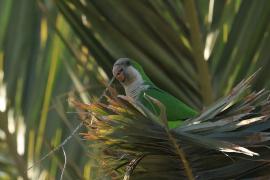 Mnicha - Monk Parakeet