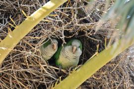 Mnicha - Monk Parakeet