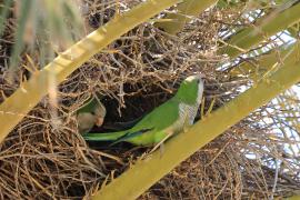 Mnicha - Monk Parakeet
