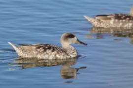 Marmurka - Marmaronetta angustirostris - Marbled Teal