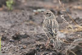 Skowroniec zaroślowy - Mirafra cantillans - Singing Bush Lark