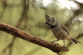 Czubatka  - Crested Tit