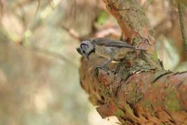 Czubatka  - Crested Tit