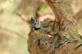 Czubatka  - Crested Tit