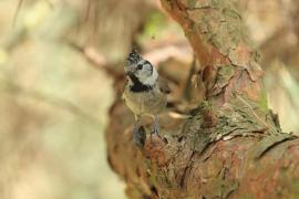 Czubatka  - Crested Tit