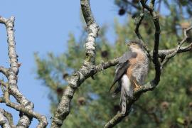 Krogulec - Eurasian Sparrowhawk