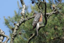 Krogulec - Eurasian Sparrowhawk
