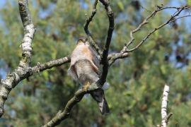 Krogulec - Eurasian Sparrowhawk