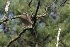Krogulec - Eurasian Sparrowhawk
