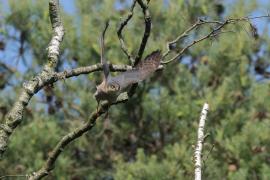 Krogulec - Eurasian Sparrowhawk