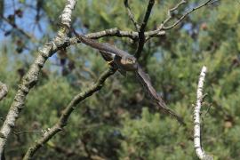 Krogulec - Eurasian Sparrowhawk