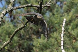 Krogulec - Eurasian Sparrowhawk