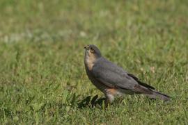 Krogulec - Eurasian Sparrowhawk