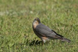 Krogulec - Eurasian Sparrowhawk