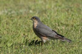 Krogulec - Eurasian Sparrowhawk