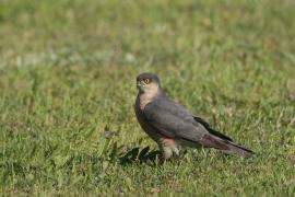 Krogulec - Eurasian Sparrowhawk