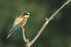 Żołna zwyczajna - European Bee-eater