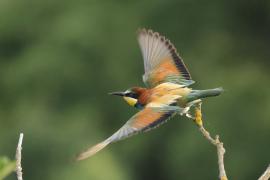 Żołna zwyczajna - European Bee-eater