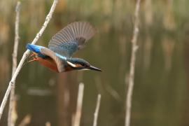 Zimorodek zwyczajny - Common Kingfisher