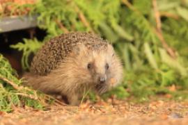 Jeż zachodni - Erinaceus europaeus - European hedgehog