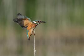 Zimorodek zwyczajny - Common Kingfisher