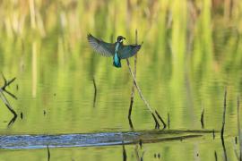 Zimorodek zwyczajny - Common Kingfisher