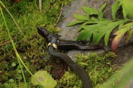 Zaskroniec - Grass snake