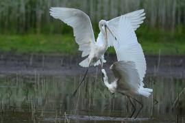 Czapla biała - Western Great Egret