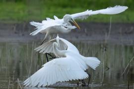 Czapla biała - Western Great Egret