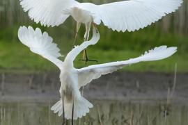 Czapla biała - Western Great Egret