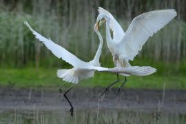 Czapla biała - Western Great Egret