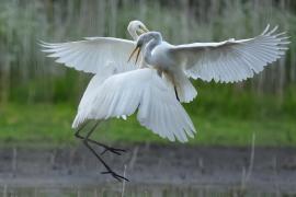 Czapla biała - Western Great Egret