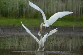 Czapla biała - Western Great Egret