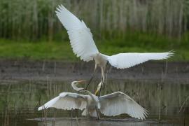 Czapla biała - Western Great Egret