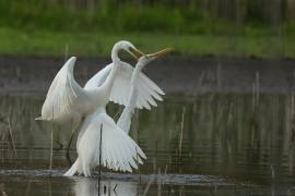 Czapla biała - Western Great Egret