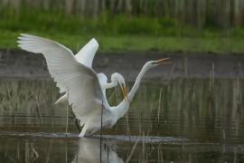 Czapla biała - Western Great Egret