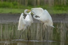 Czapla biała - Western Great Egret