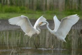 Czapla biała - Western Great Egret