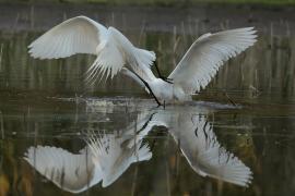 Czapla biała - Western Great Egret