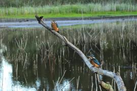 Zimorodek zwyczajny - Common Kingfisher