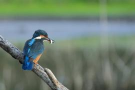 Zimorodek zwyczajny - Common Kingfisher