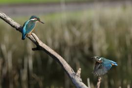 Zimorodek zwyczajny - Common Kingfisher