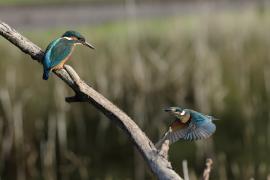 Zimorodek zwyczajny - Common Kingfisher