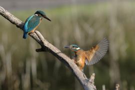 Zimorodek zwyczajny - Common Kingfisher