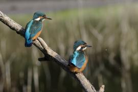Zimorodek zwyczajny - Common Kingfisher