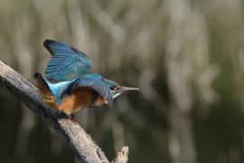 Zimorodek zwyczajny - Common Kingfisher