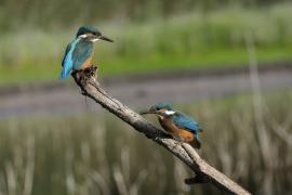 Zimorodek zwyczajny - Common Kingfisher