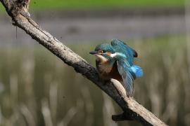Zimorodek zwyczajny - Common Kingfisher